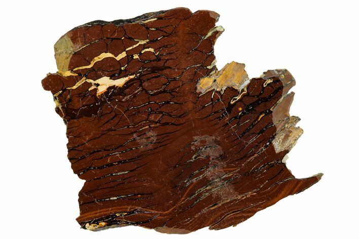 Polished Cretaceous Stromatolite Fossil - Western Australia #180047